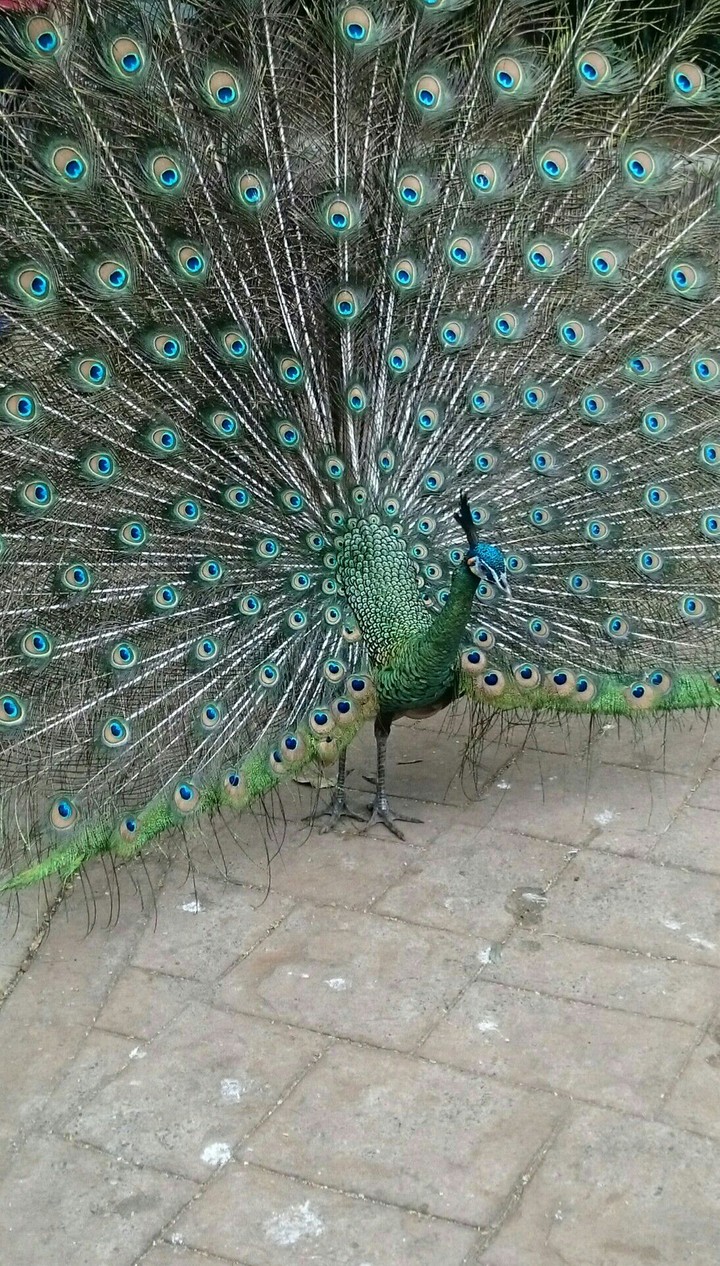 Pavão