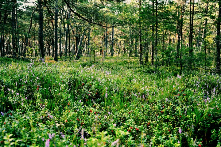 Nature