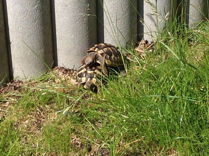 Schildkröte
