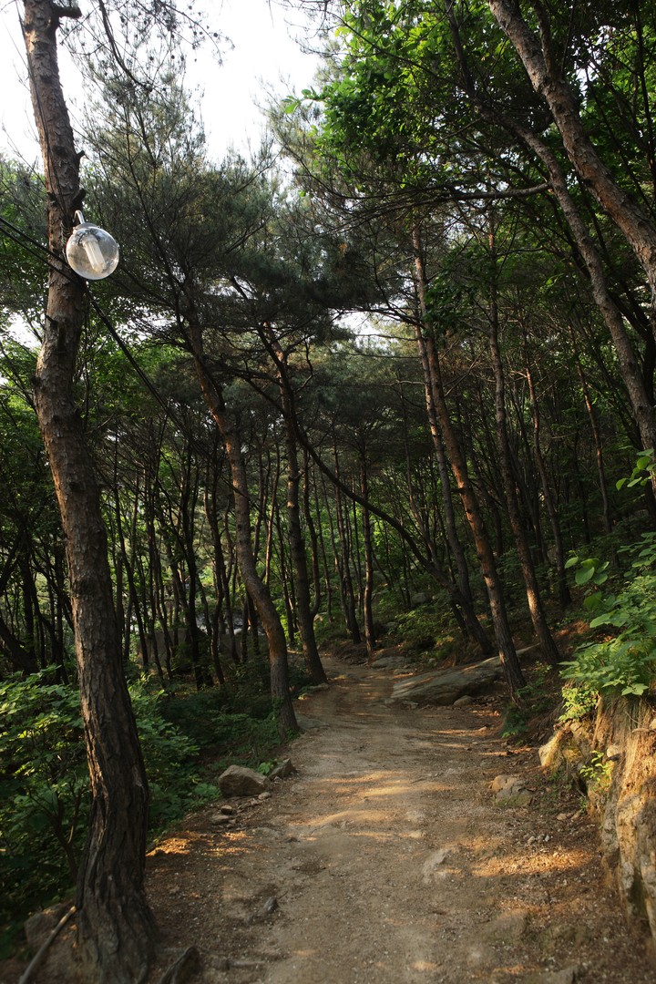 Forest