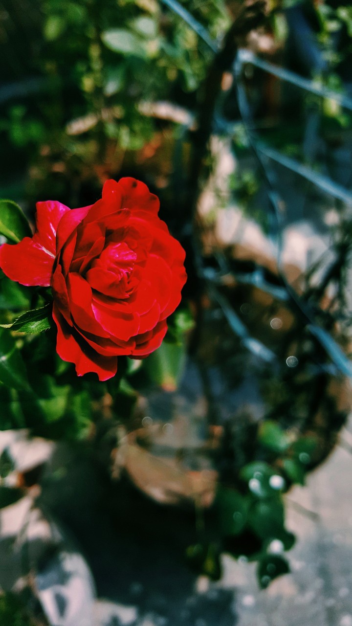 Rose
