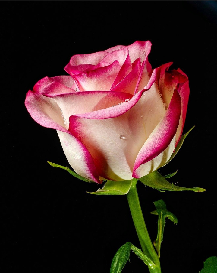 Rosa