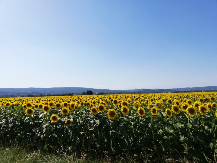 Sunflower field