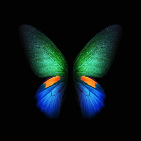 butterfly