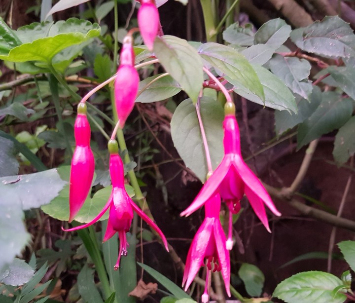 flower