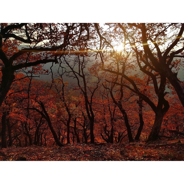 autumn nature