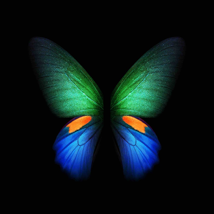 butterfly