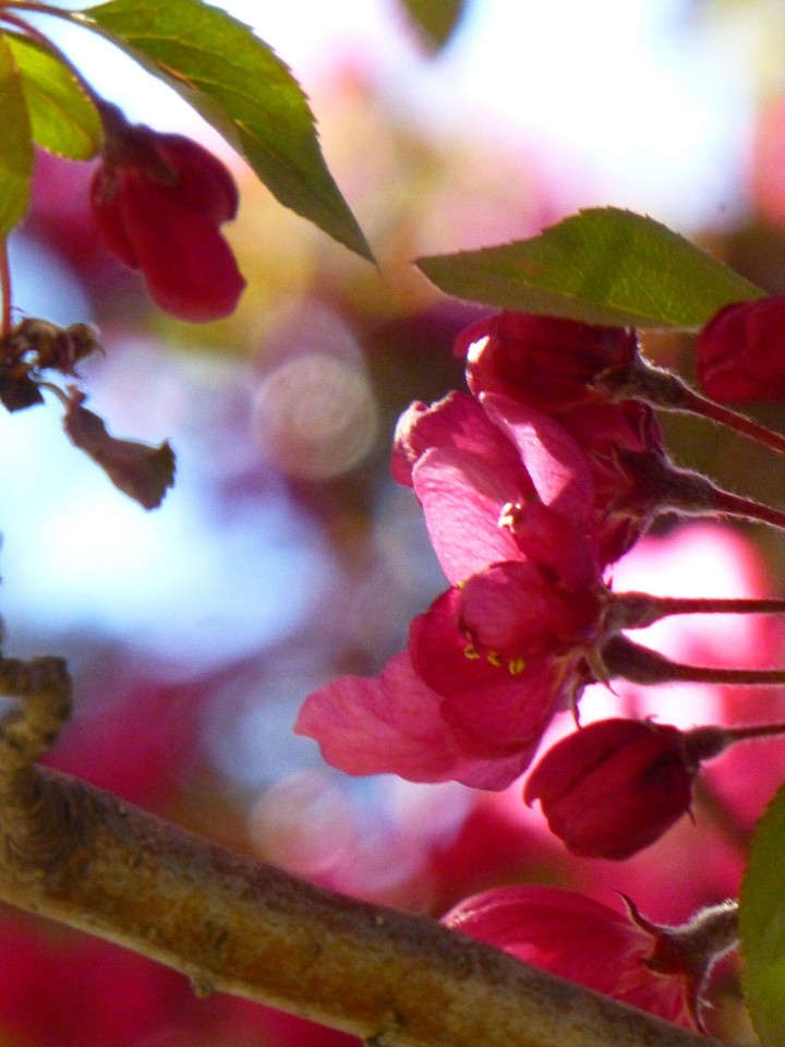 Cherry blossom