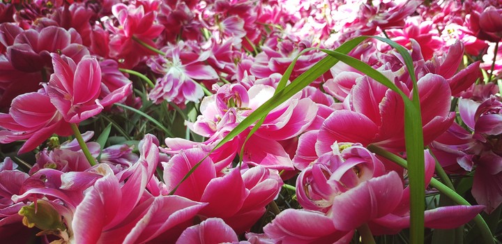 Tulpe
