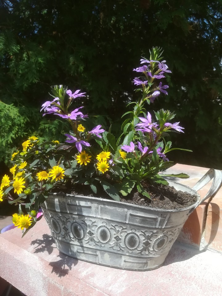 my garden...