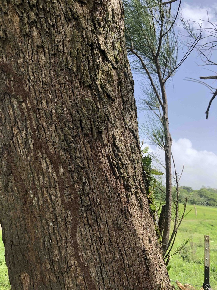 tree-árbol.