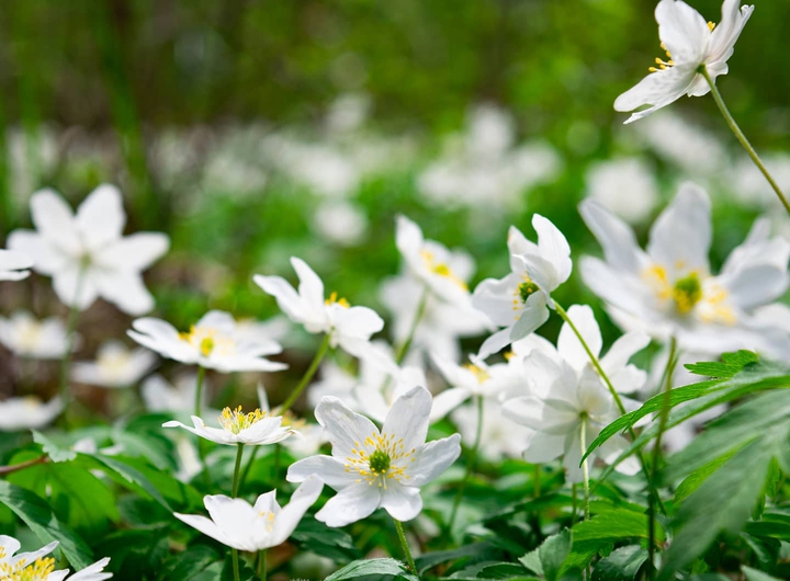 spring flowers