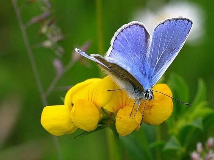 butterfly ❤