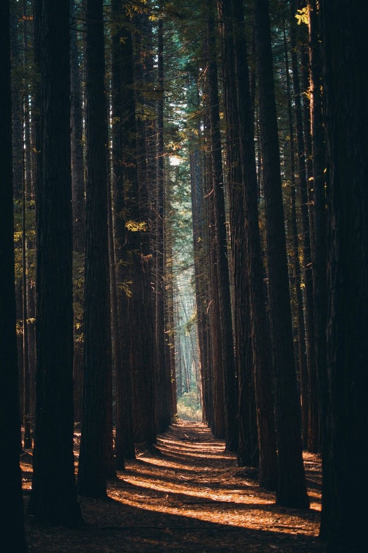 Forest