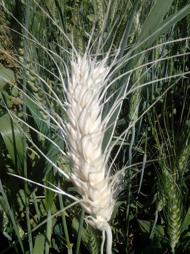matured wheat