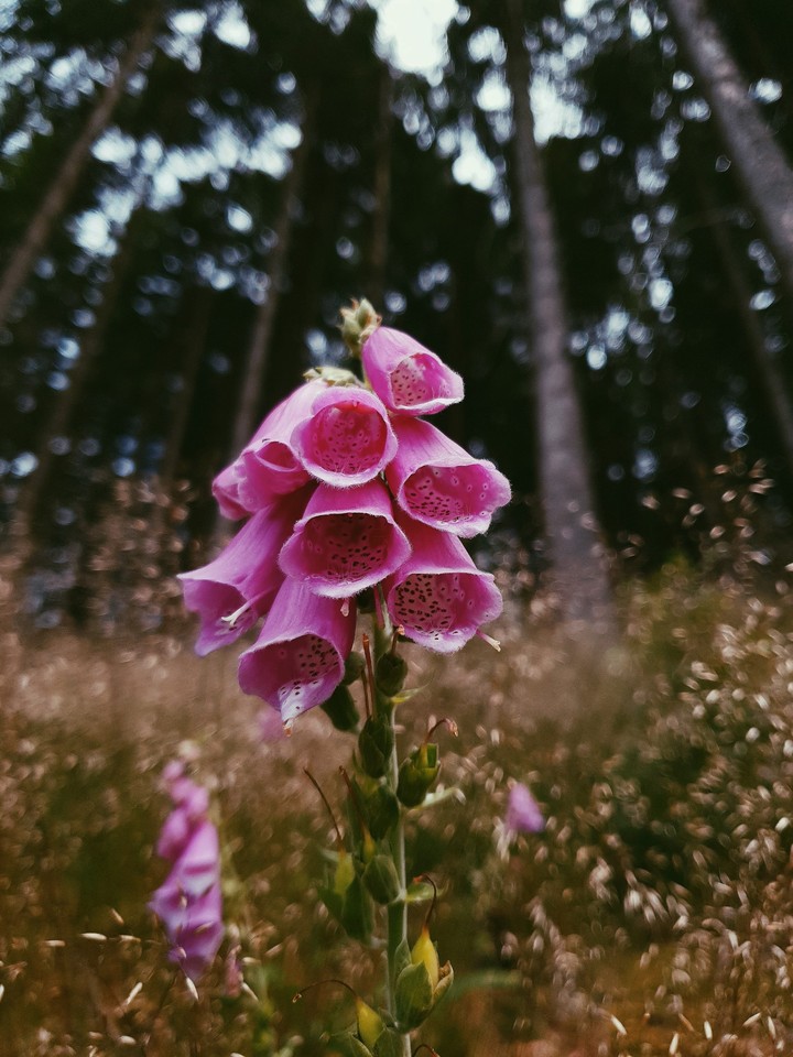 Foxglove