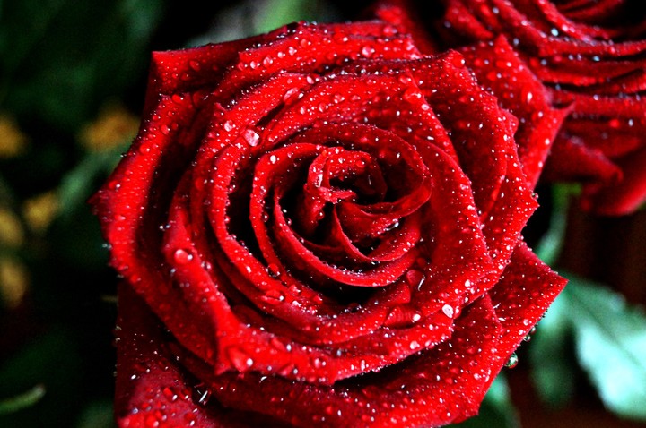 red rose