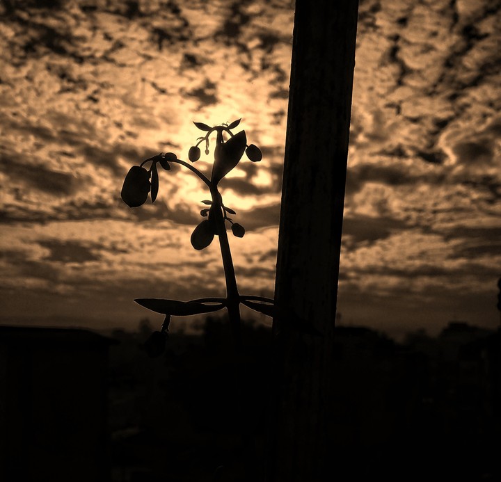 lost in twilight