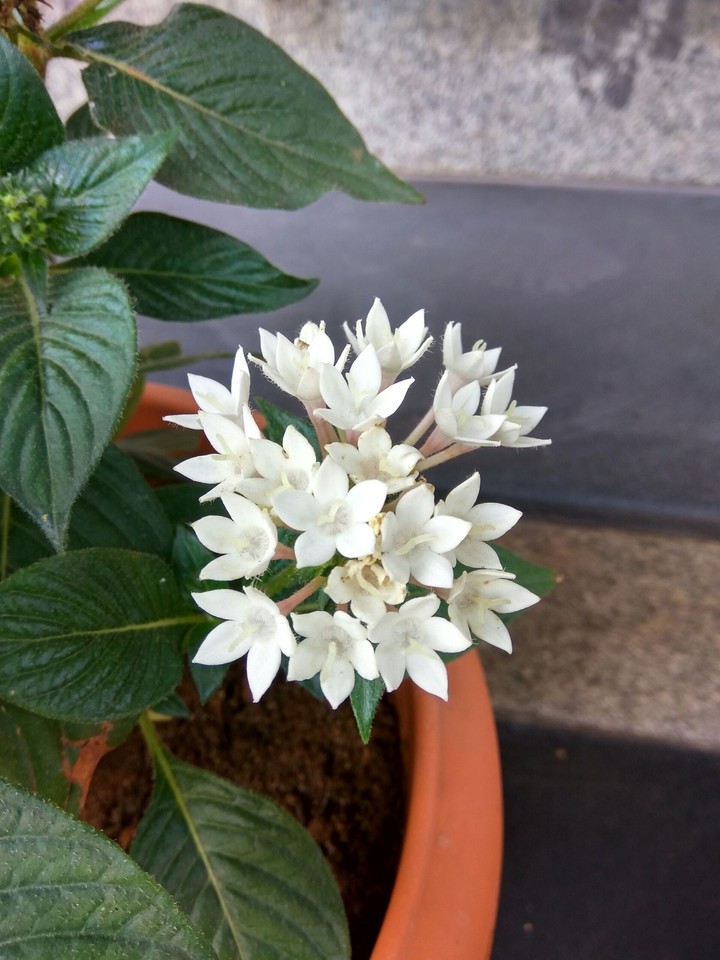whitey