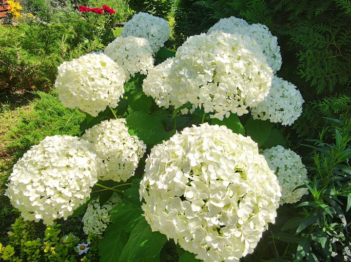 снежные цветы