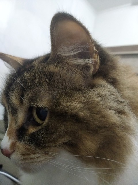 orelha de gata