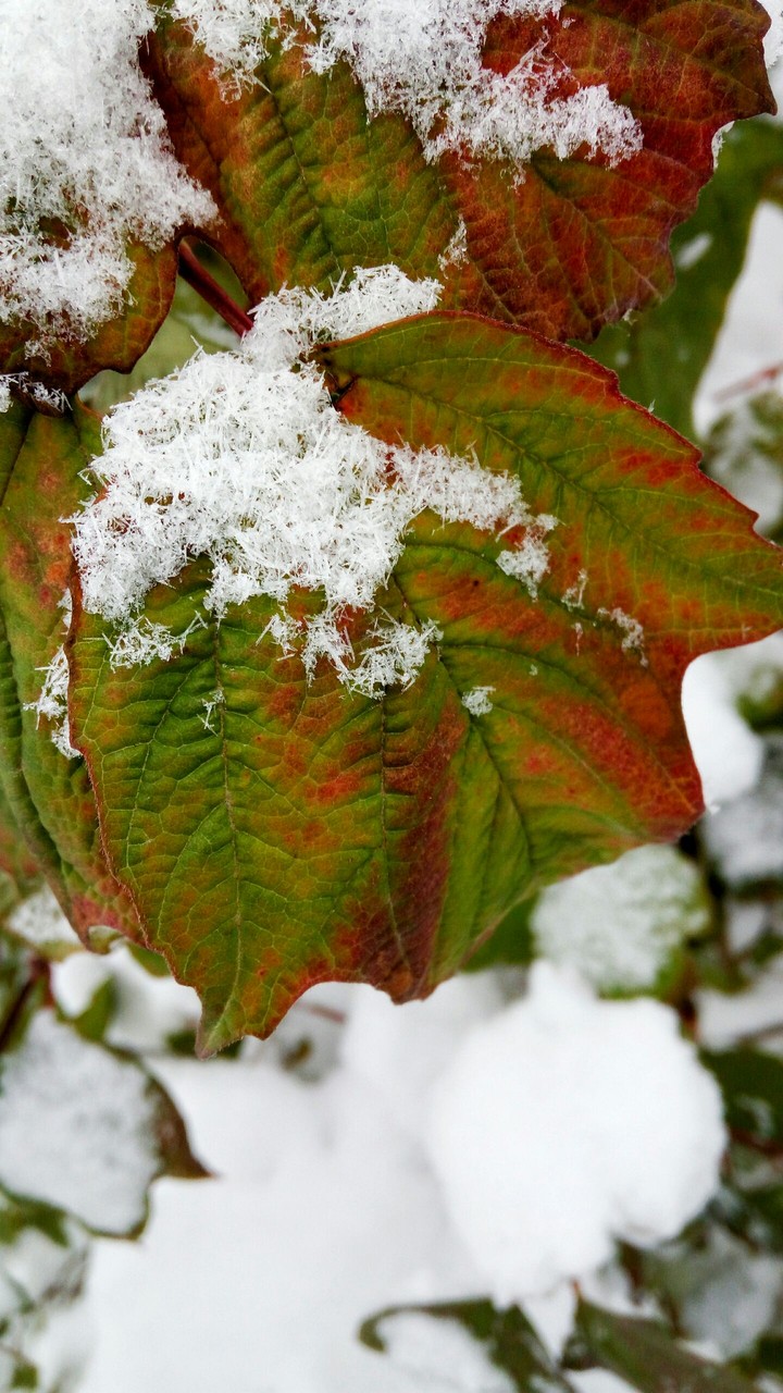 winter in autumn