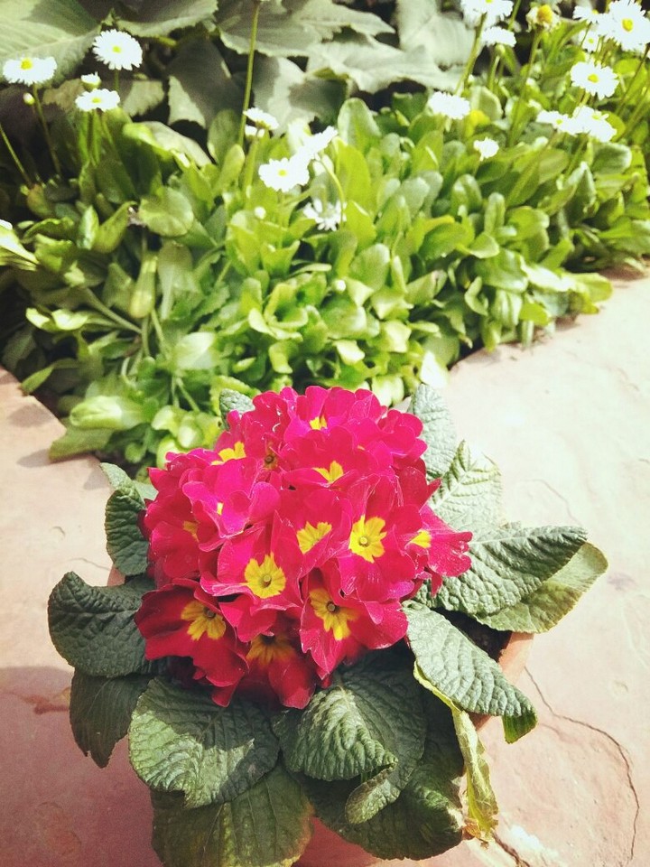 Beautiful flower