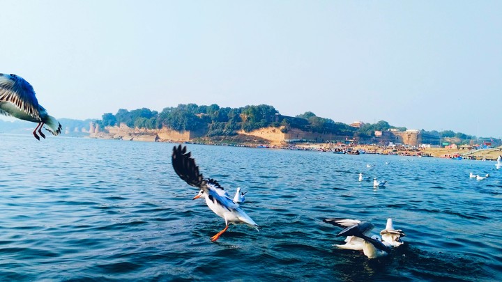 Sangam