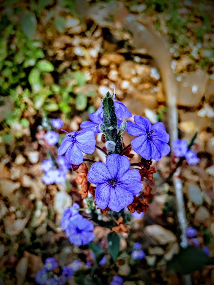 purple flowers