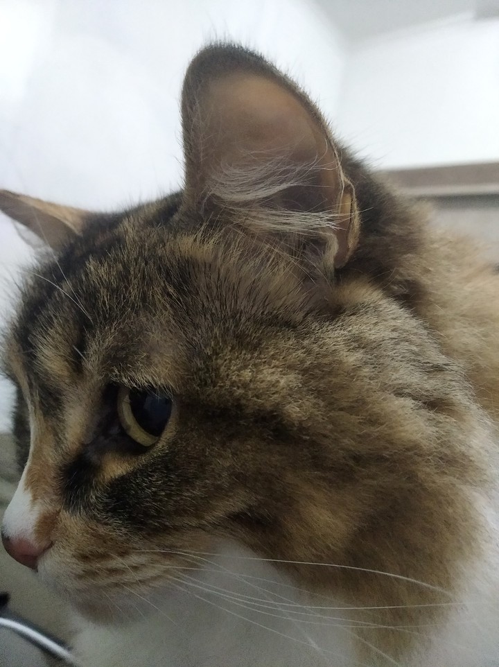 orelha de gata
