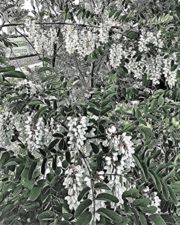 #flowers