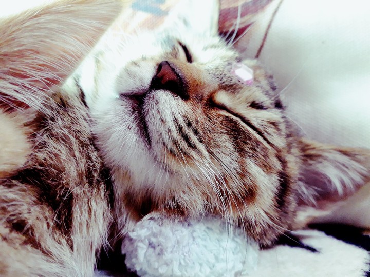 펜sleeping