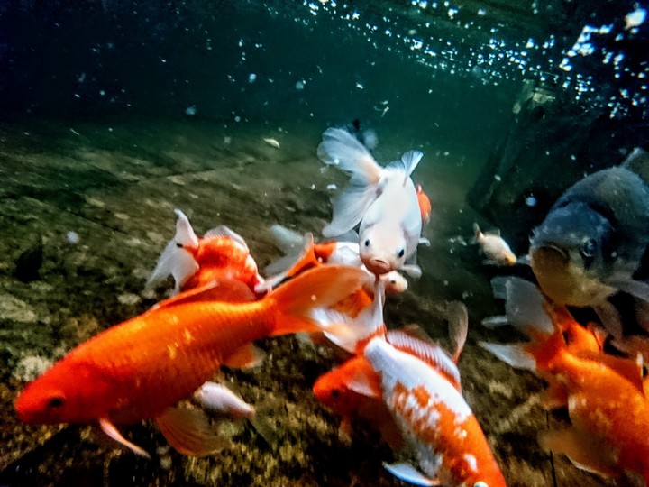 goldfish