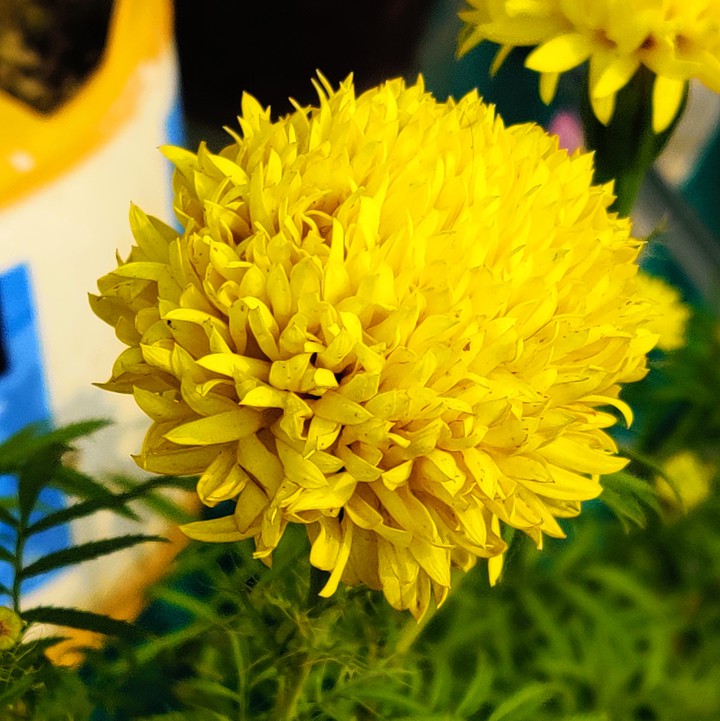 Marigold