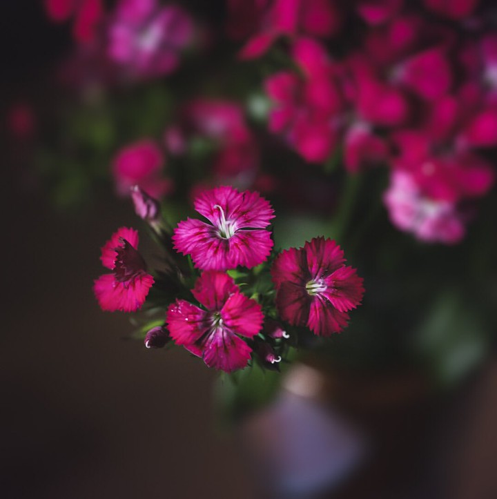 clove garden
