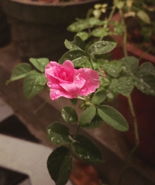 ROSE