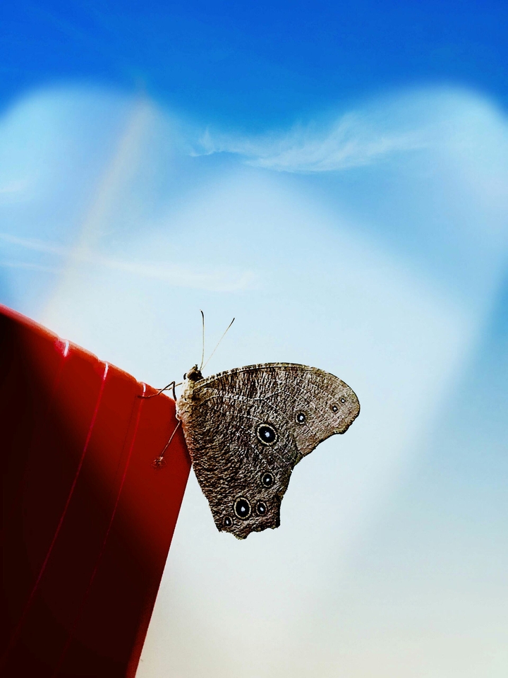Lovely butterfly