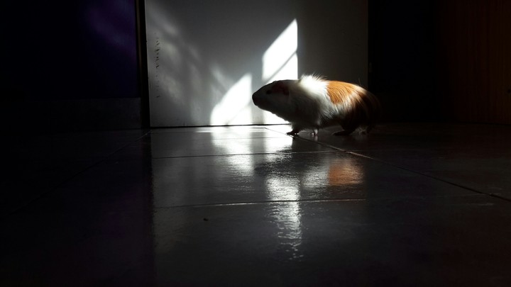 cobi y luces