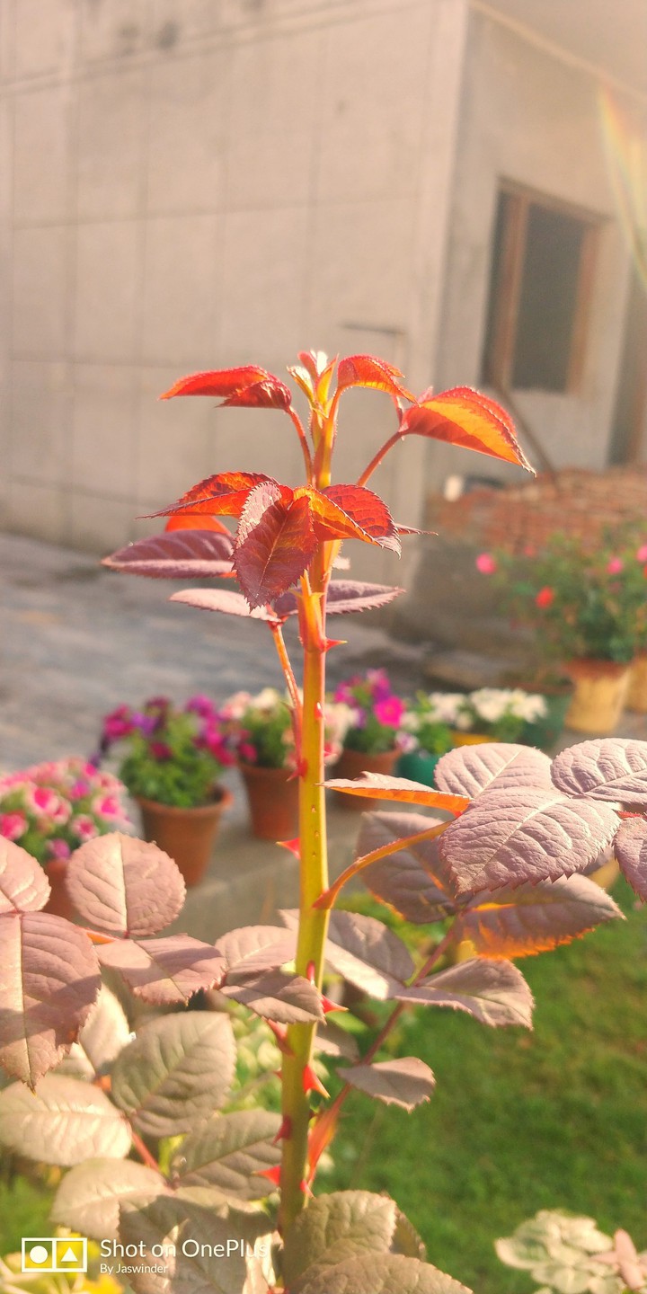 plants