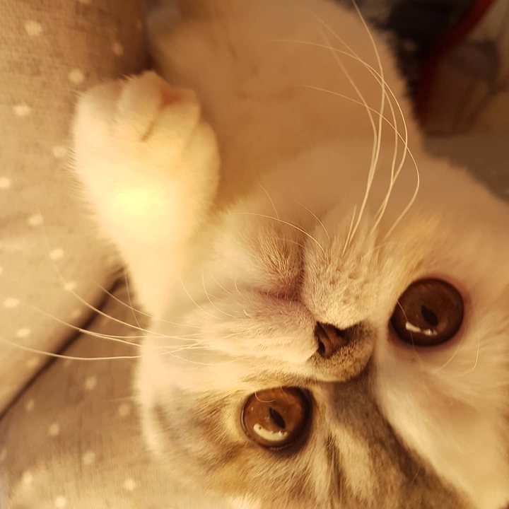 Yuchi the cat
