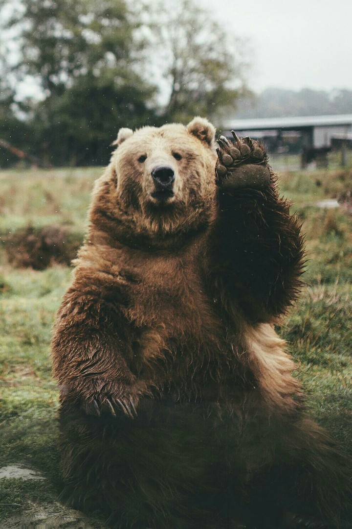 bear.