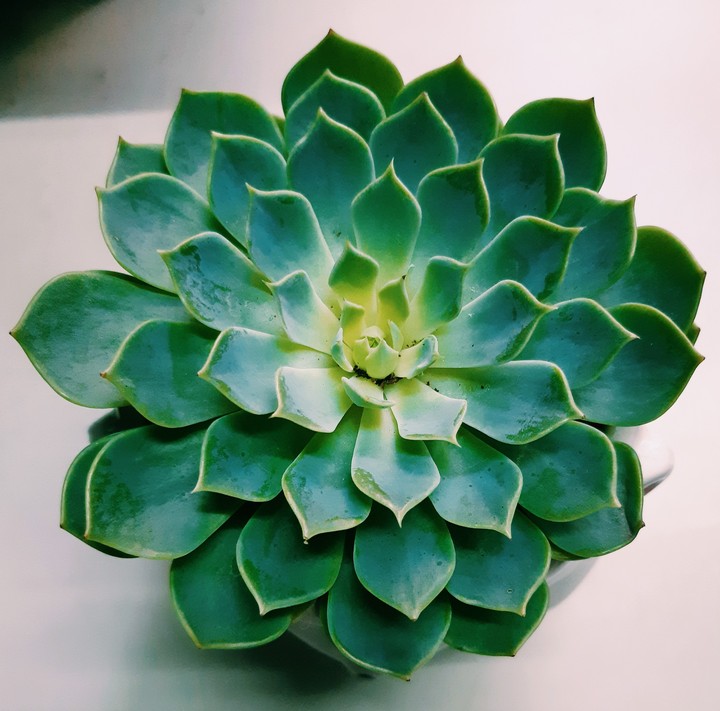 sen