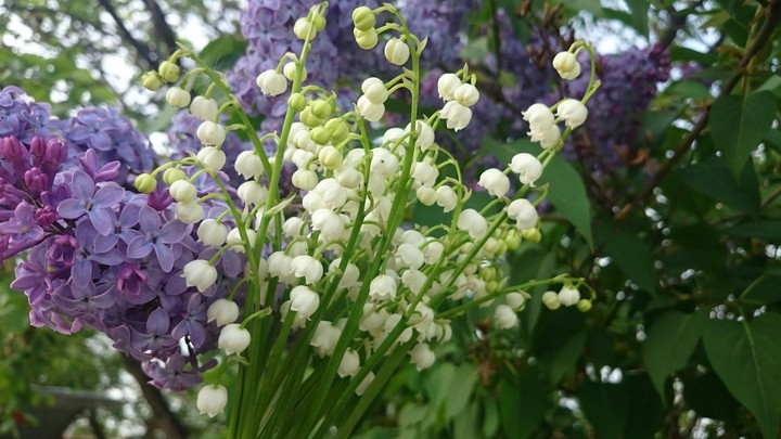 Lily of the valley(2)