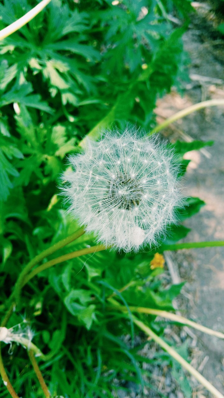 Dandelion