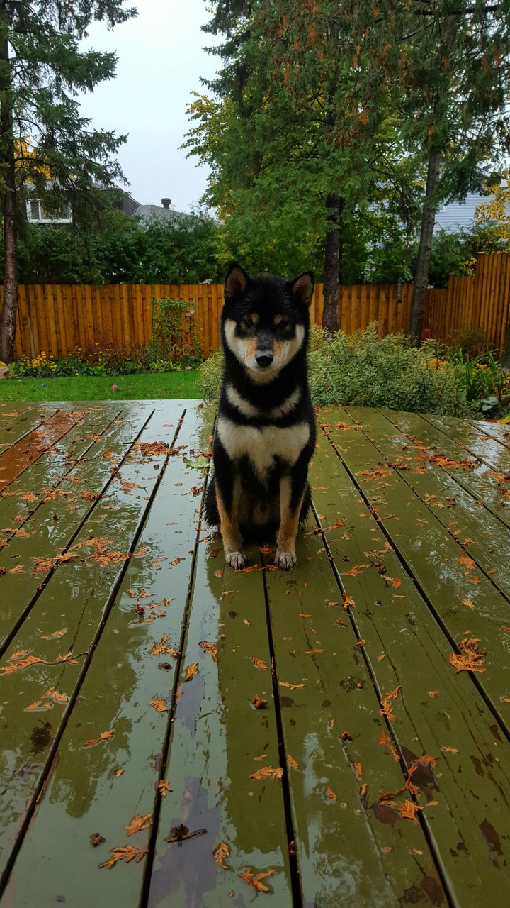 Stubborn dog on a rainy day!!!