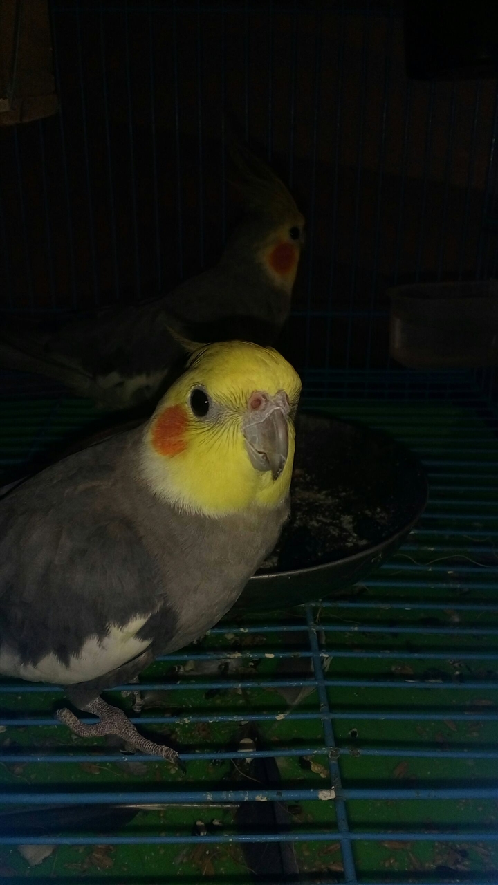 cute parrot