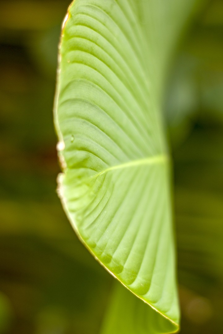 green garden