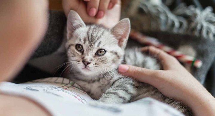 小猫