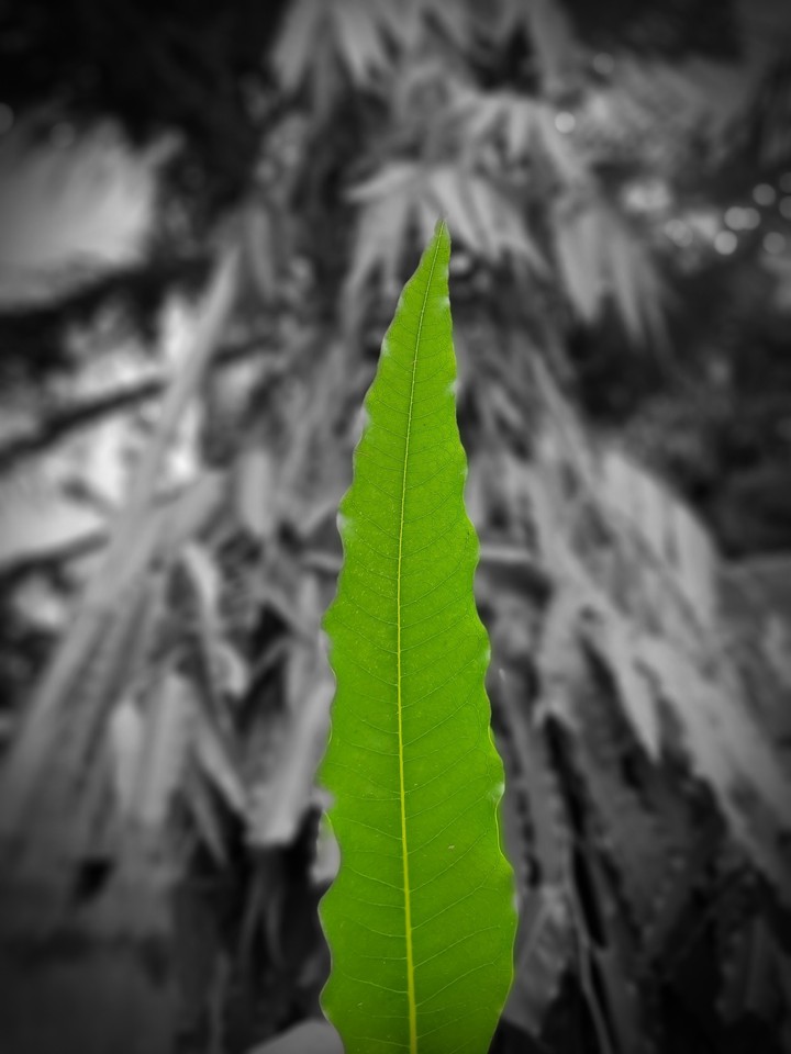 Nature