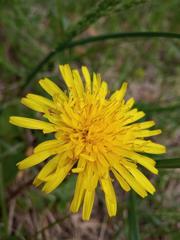 #flowers